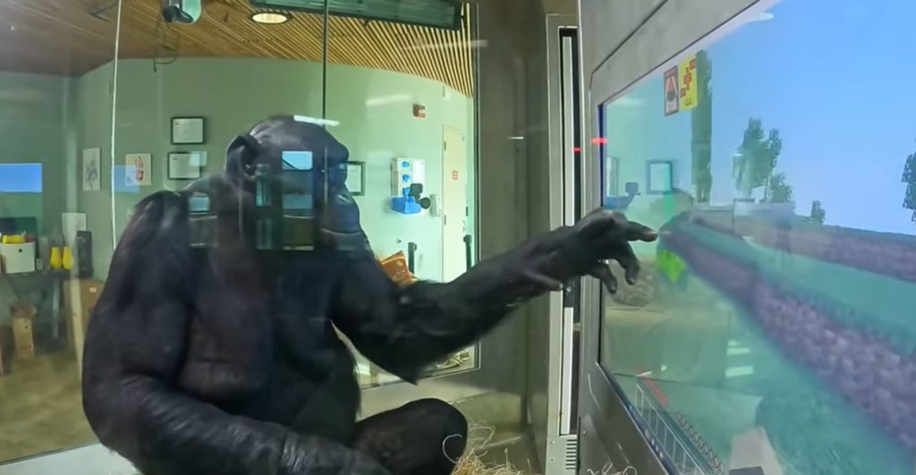 Kanzi the ape video gamer
