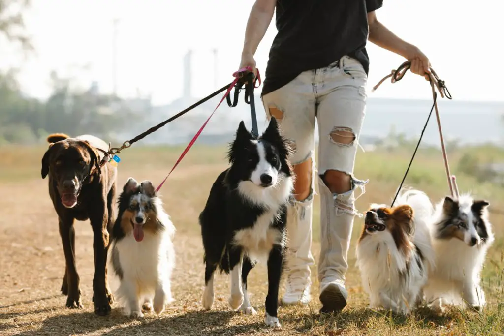 Taking a stroll with dogs can be therapeutic for fighting sweaty hand when gaming (Photo credit: Pexels/Blue Bird)